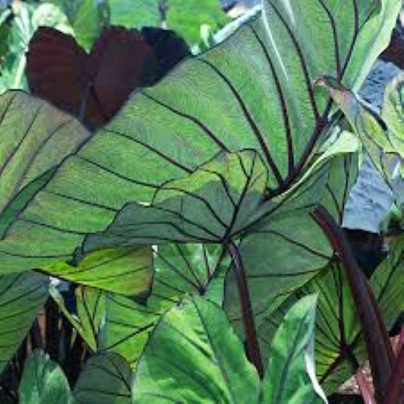 COLOCASIA BLUE HAWAII