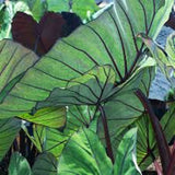 COLOCASIA BLUE HAWAII