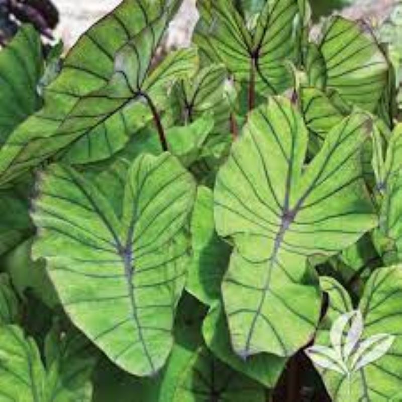 COLOCASIA BLUE HAWAII