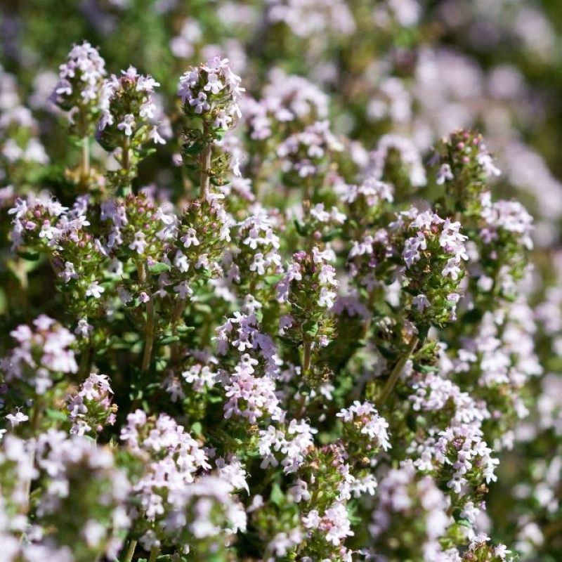 THYMUS VULGARIS – Knippel Garden Centre