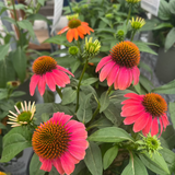 ECHINACEA SUMMERSONG FIREFINCH