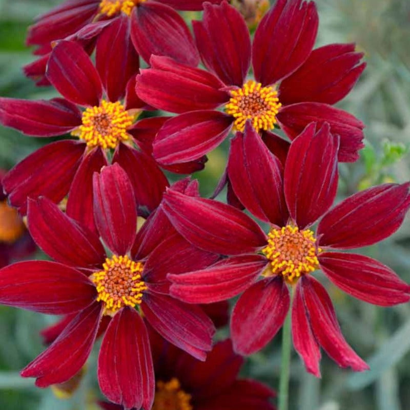 COREOPSIS RED SATIN