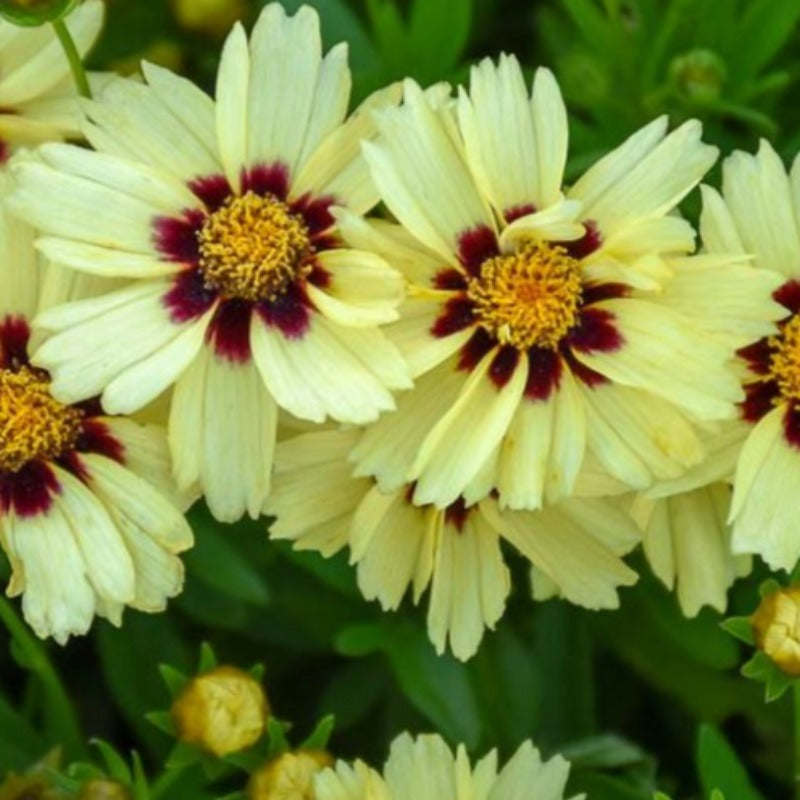 COREOPSIS UPTICK CREAM & RED