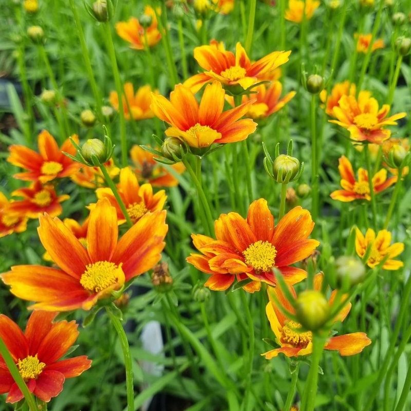 COREOPSIS LIL BANG ORANGE ELF