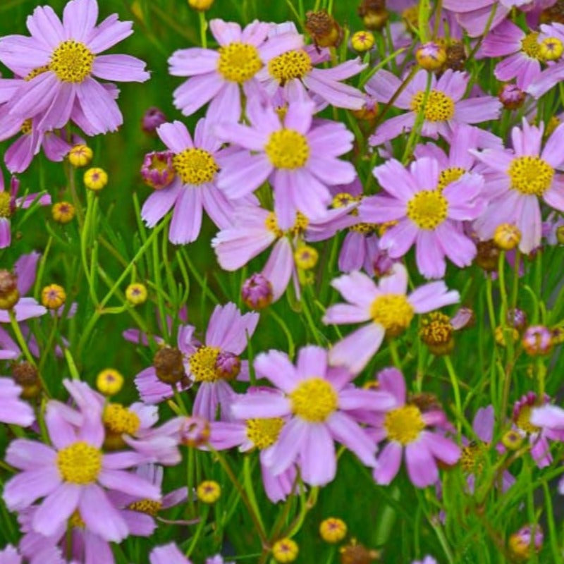 COREOPSIS ROSEA AMERICAN DREAM