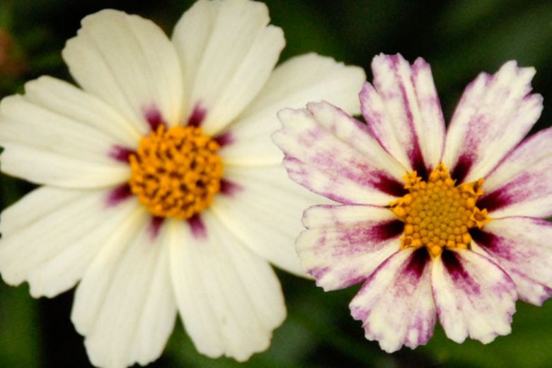 COREOPSIS STAR CLUSTER