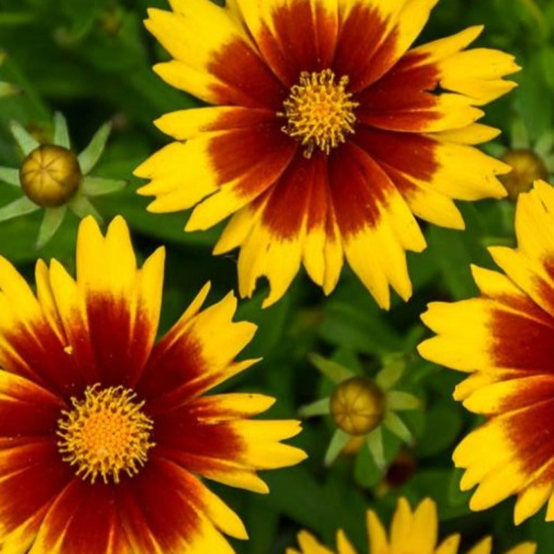 COREOPSIS UPTICK GOLD & BRONZE