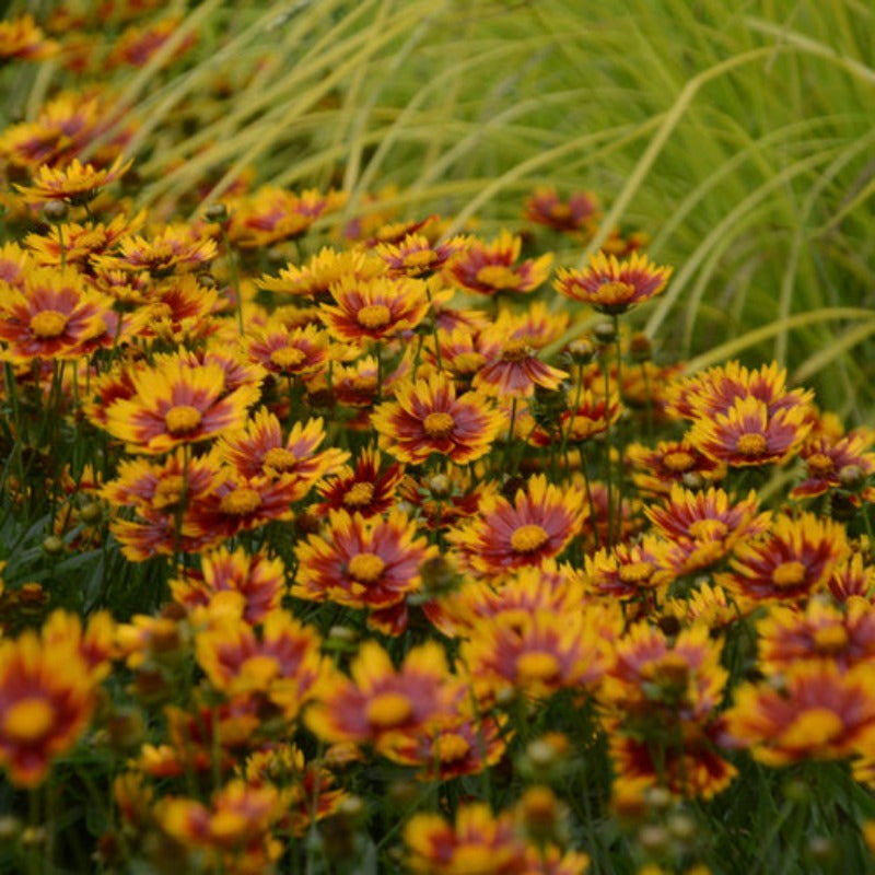 COREOPSIS LIL BANG DAYBREAK