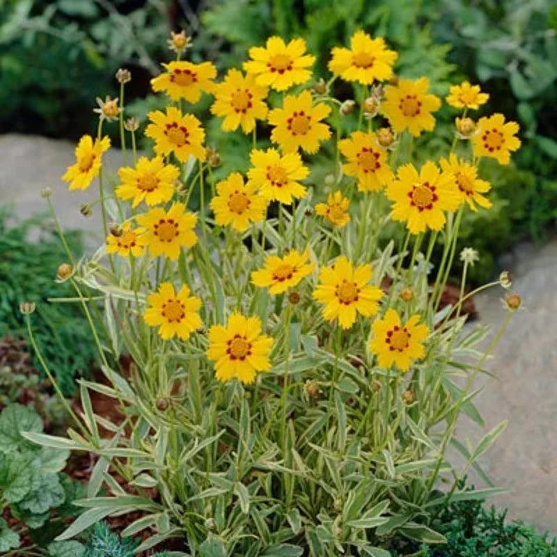 COREOPSIS TEQUILA SUNRISE