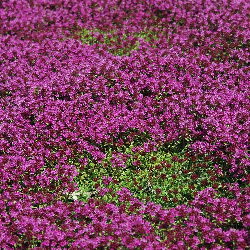 THYMUS COCCINEUS – Knippel Garden Centre