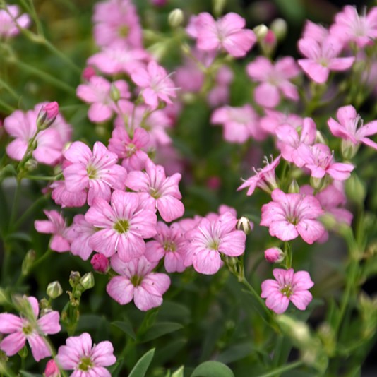 GYPSOPHILA FILOU ROSE