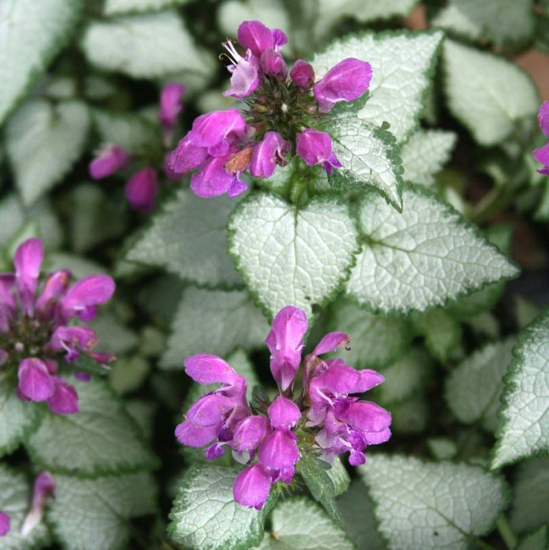 LAMIUM PURPLE DRAGON