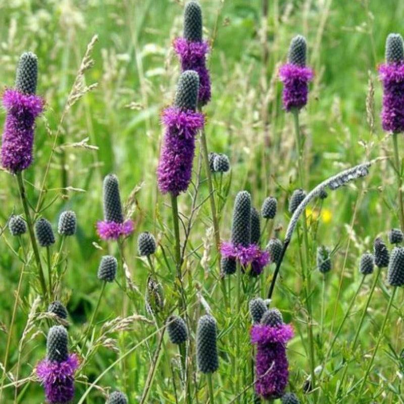 DALEA PURPUREA