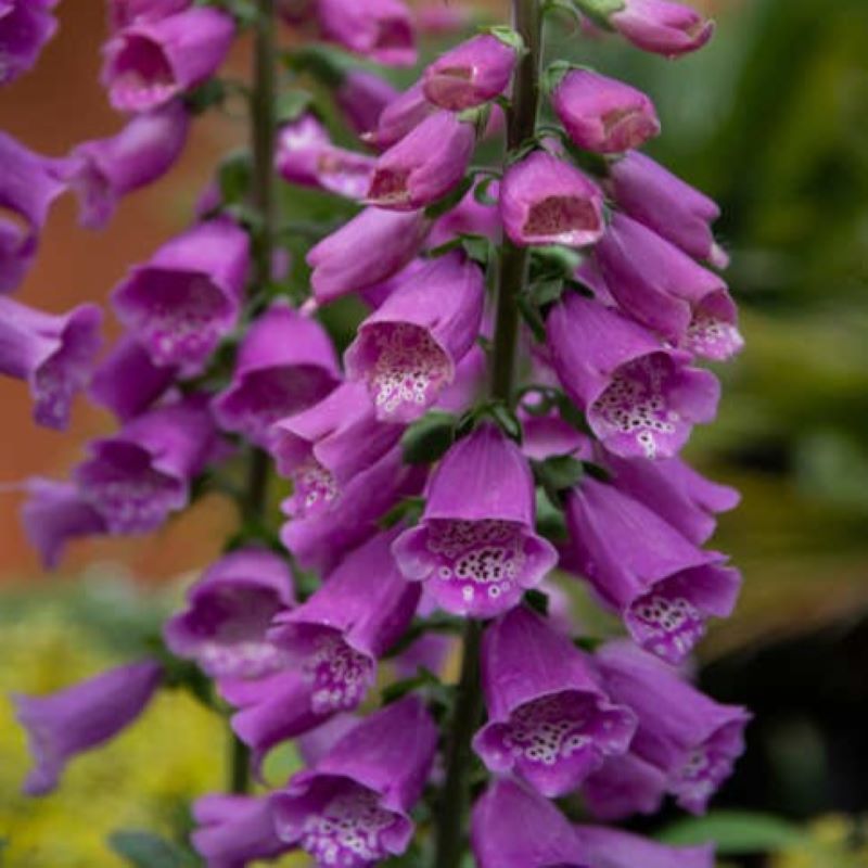 DIGITALIS DALMATIAN PURPLE