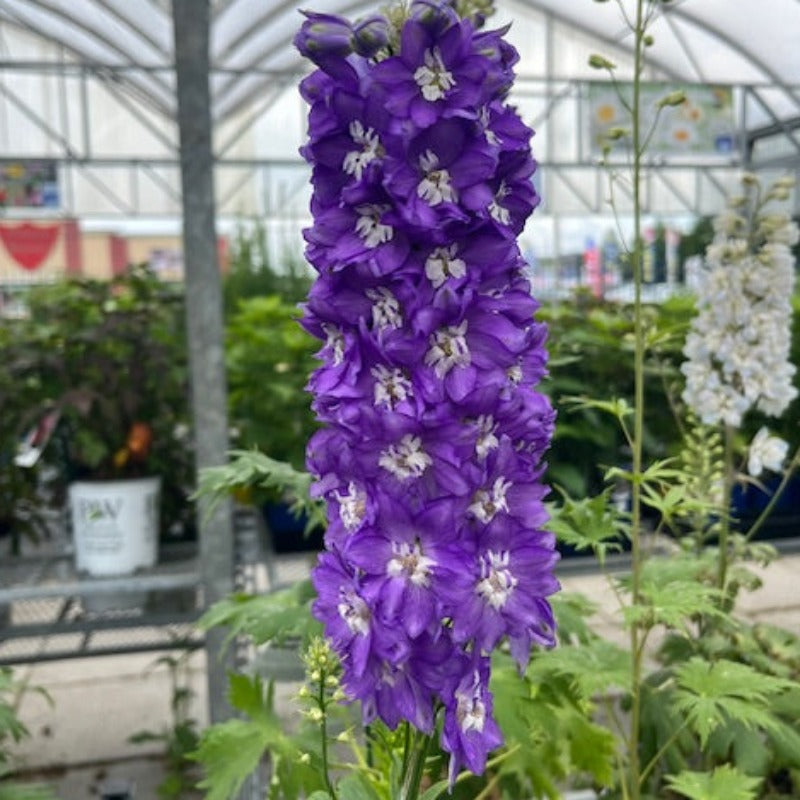 DELPHINIUM DARK BLUE/WHITE BEE