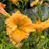 HEMEROCALLIS ORANGE SMOOTHIE