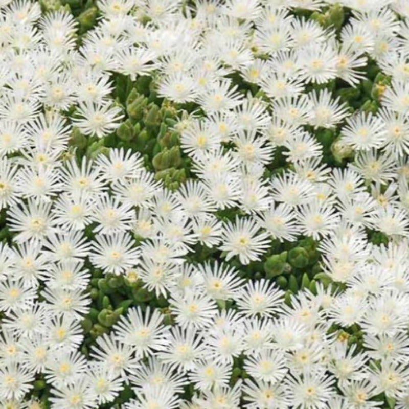 DELOSPERMA COCONUT CRUSH