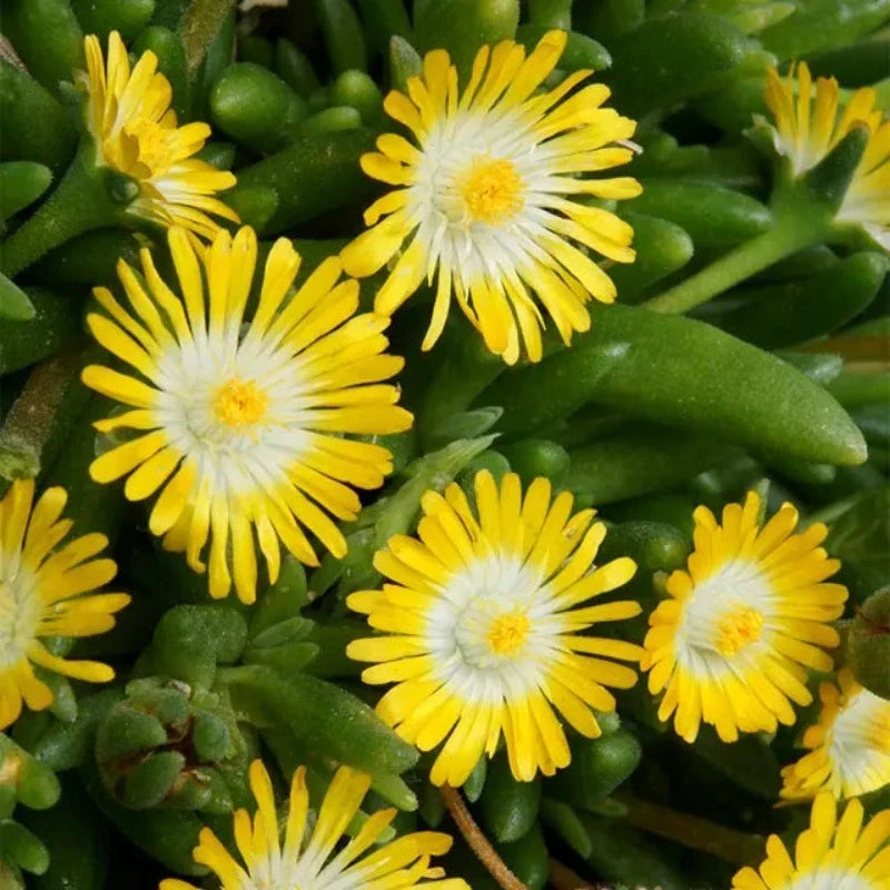 DELOSPERMA BANANA BLAST