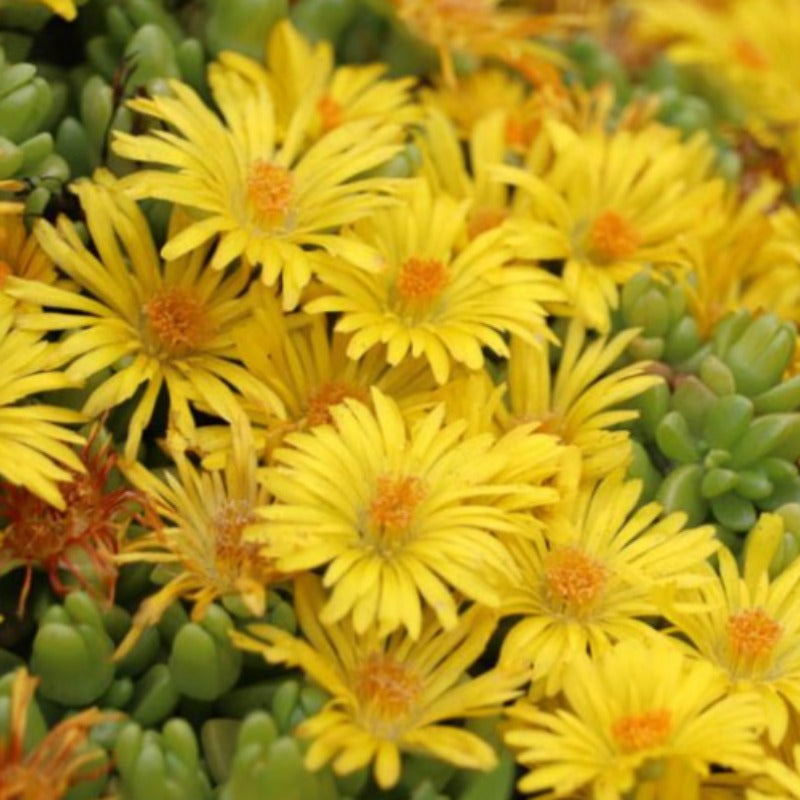 DELOSPERMA NUBIGENUM