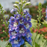 DELPHINIUM AURORA BLUE