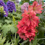 DELPHINIUM RED LARK