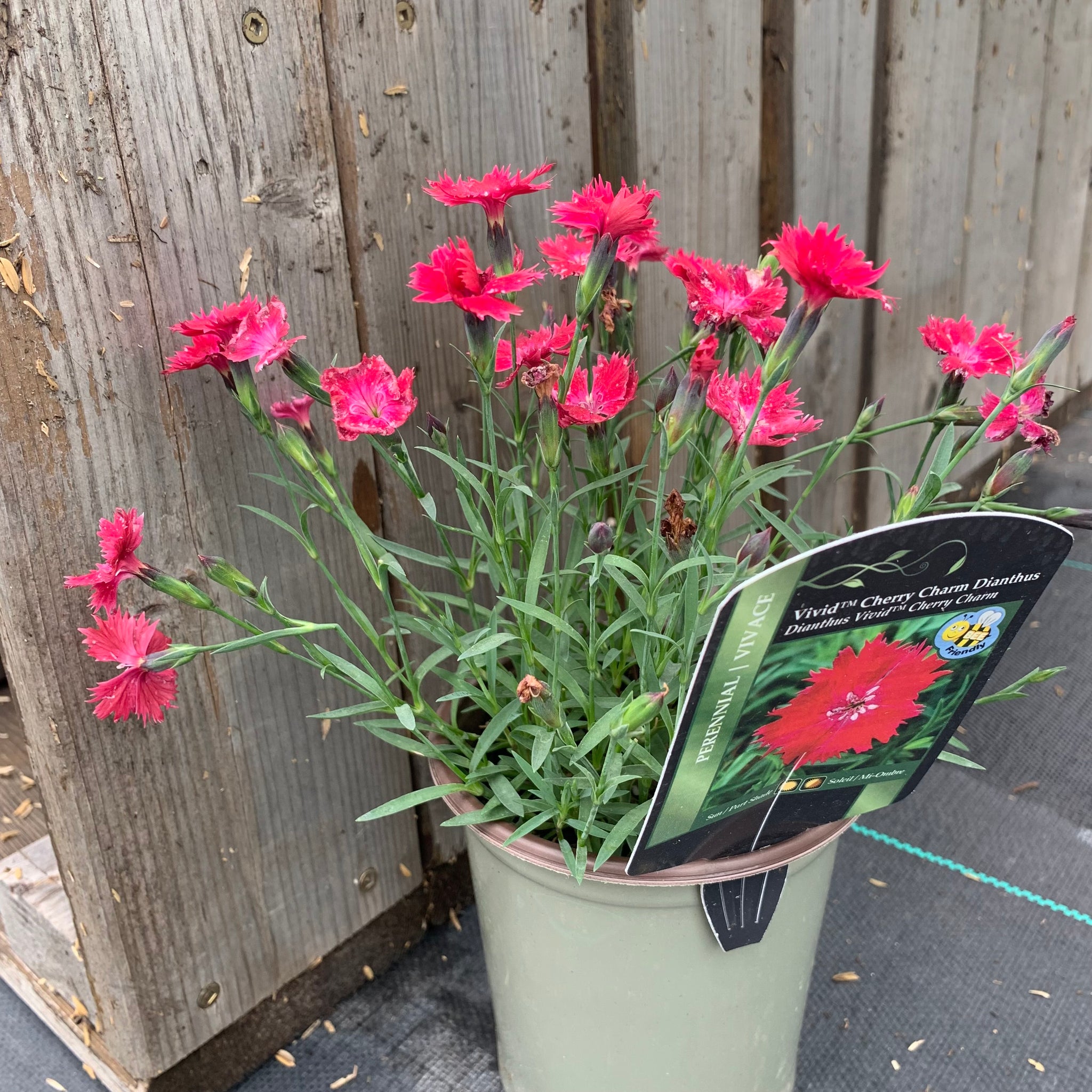 DIANTHUS CHERRY CHARM – Knippel Garden Centre