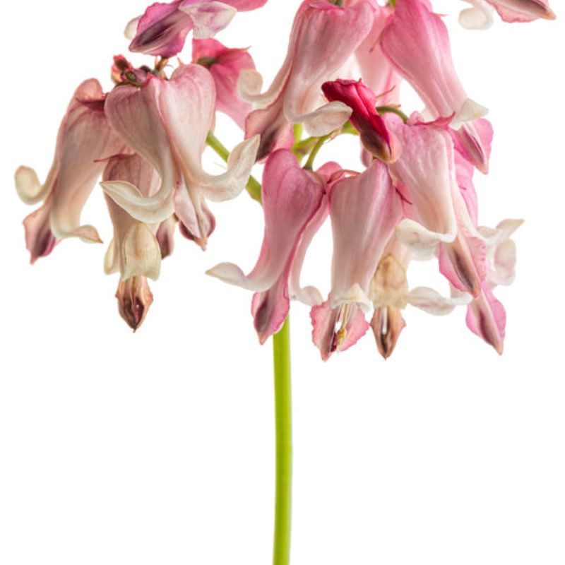 DICENTRA PINK DIAMONDS