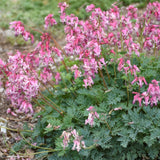 DICENTRA PINK DIAMONDS