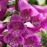 DIGITALIS DALMATIAN PURPLE