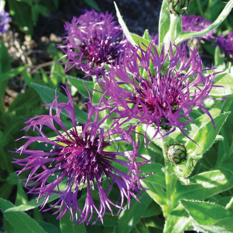 CENTAUREA AMETHYST DREAM