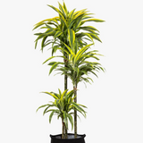 DRACAENA DEREMENSIS MOON