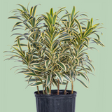 DRACAENA SONG OF INDIA