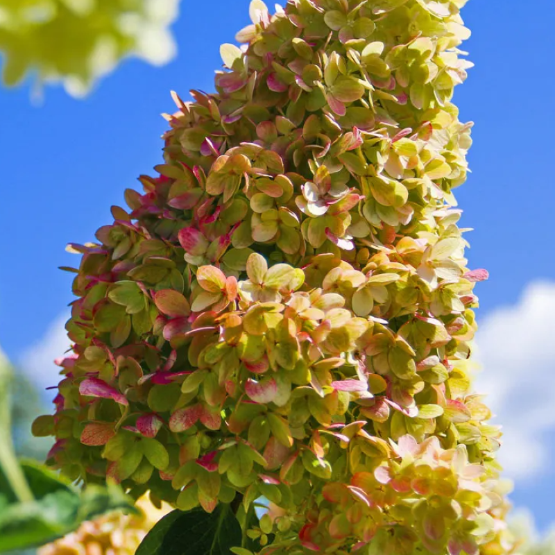 HYDRANGEA DRAGON BABY