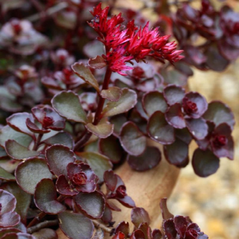 SEDUM DRAGONS BLOOD