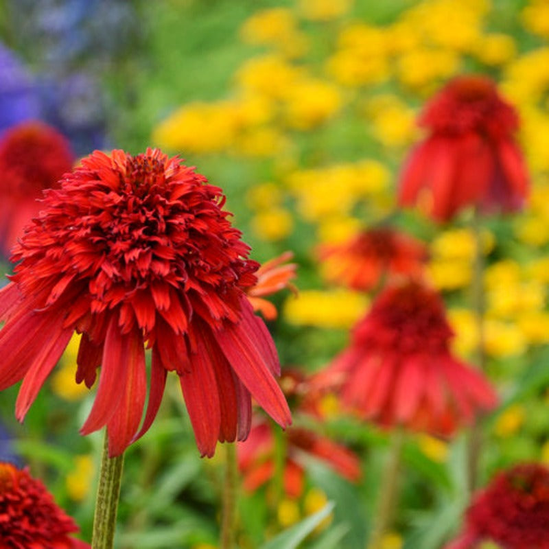 ECHINACEA HOT PAPAYA