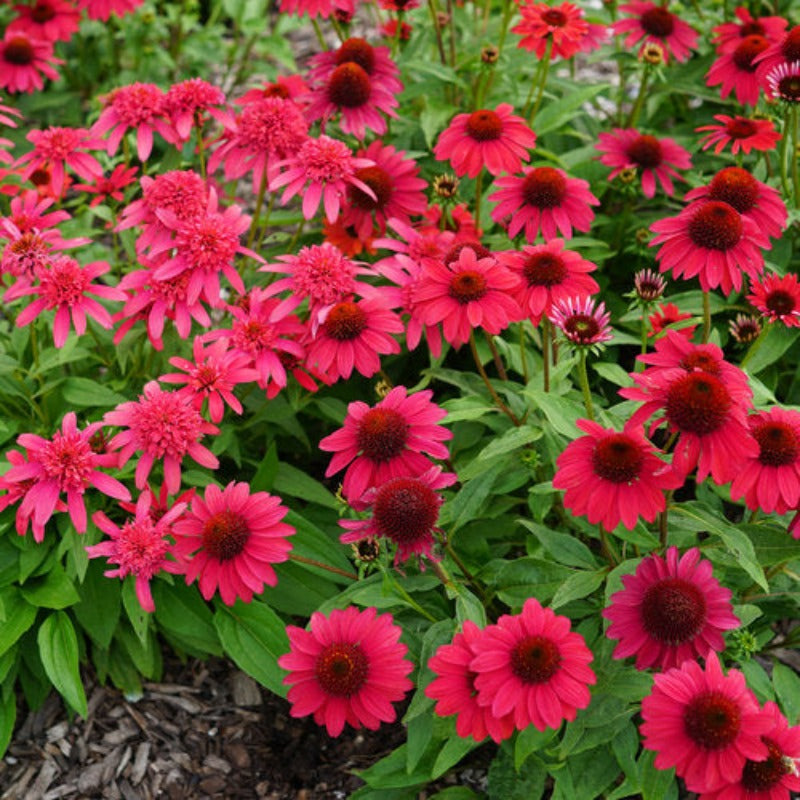 ECHINACEA SOMBRERO BAJA BURGUNDY