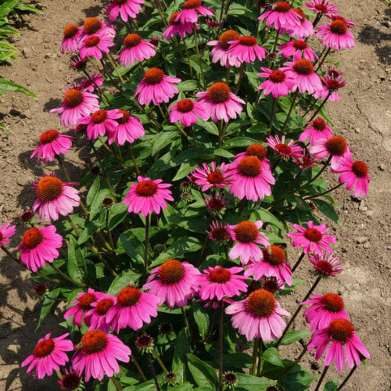 ECHINACEA SOMBRERO ROSADA