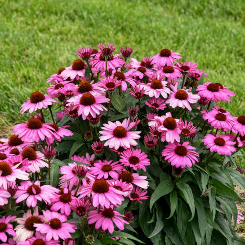 ECHINACEA THE FUCHSIA IS BRIGHT