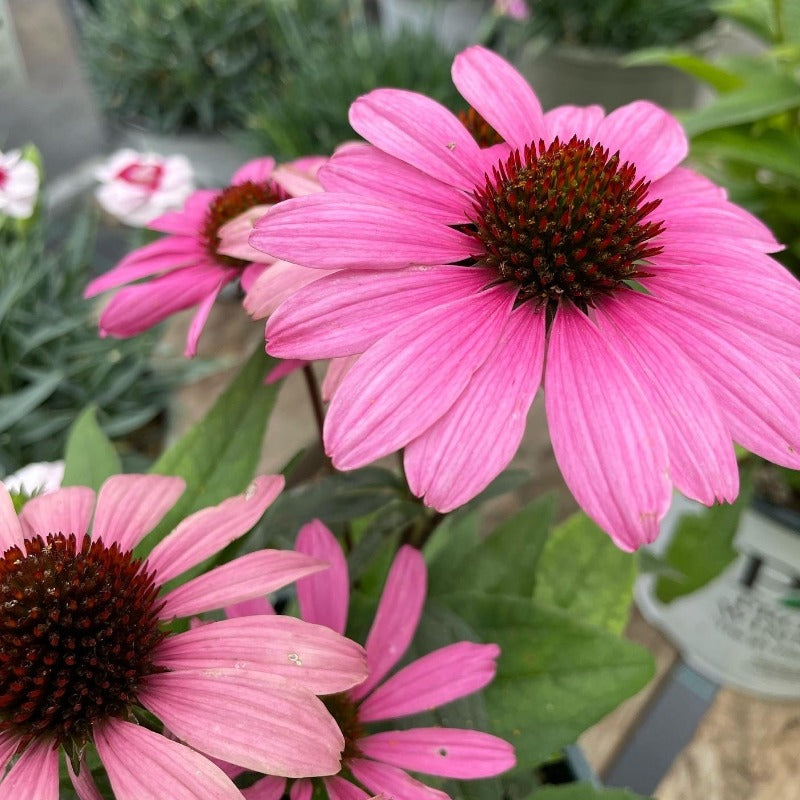 ECHINACEA FATAL ATTRACTION