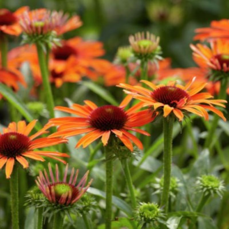 ECHINACEA BUTTERFLY ORANGE SKIPPER