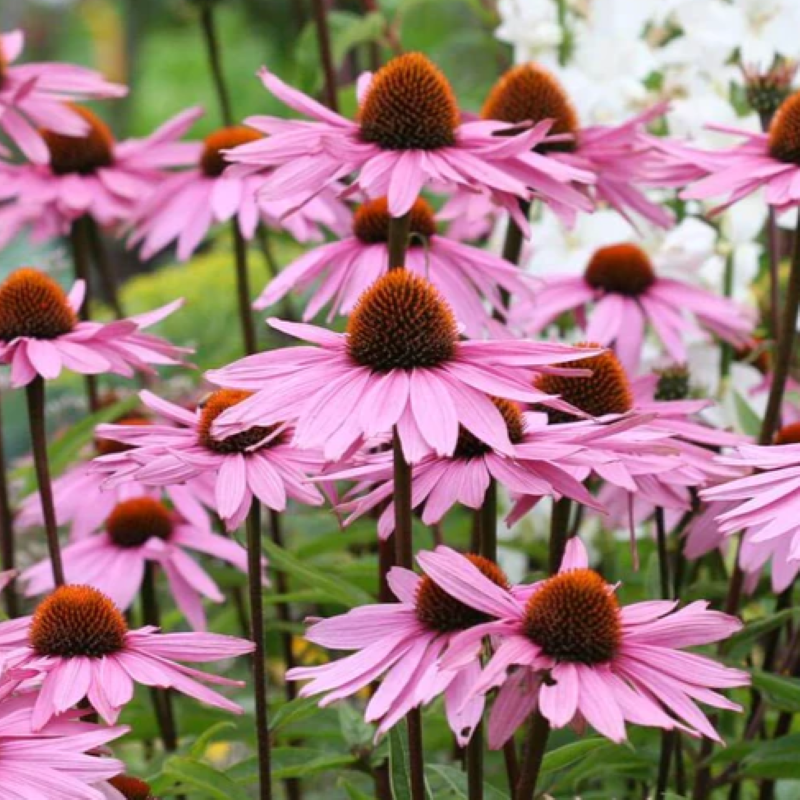 ECHINACEA PURPUREA