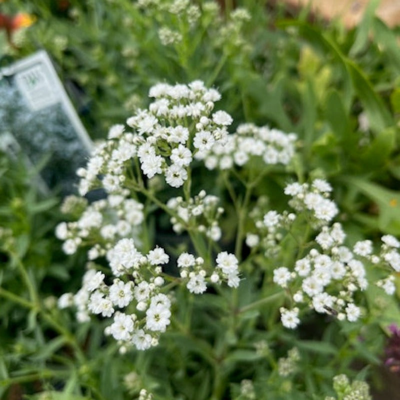 GYPSOPHILA FESTIVAL STAR