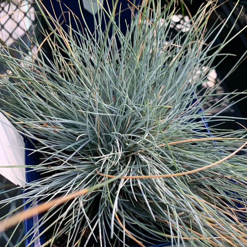 FESTUCA BOULDER BLUE