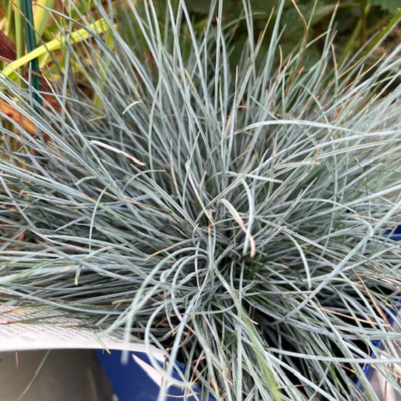 FESTUCA BEYOND BLUE