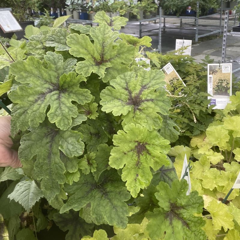 TIARELLA FINGERPAINT