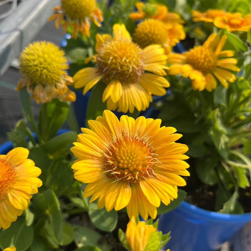 GAILLARDIA ARIZONA APRICOT