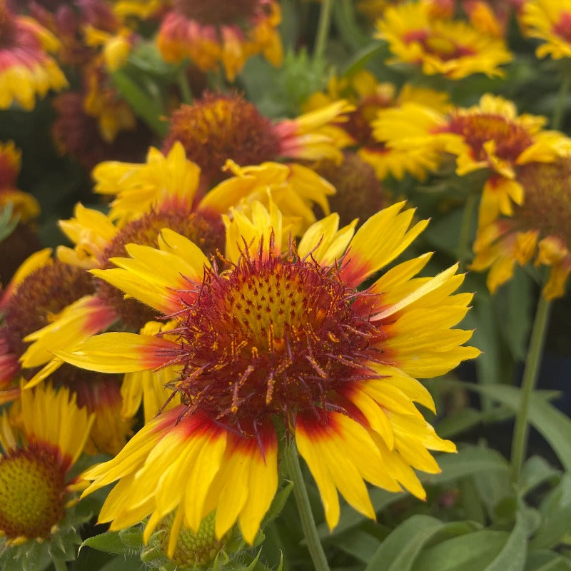 GAILLARDIA MESA BRIGHT BICOLOR