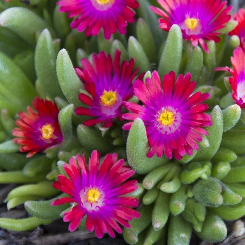 DELOSPERMA GARNET