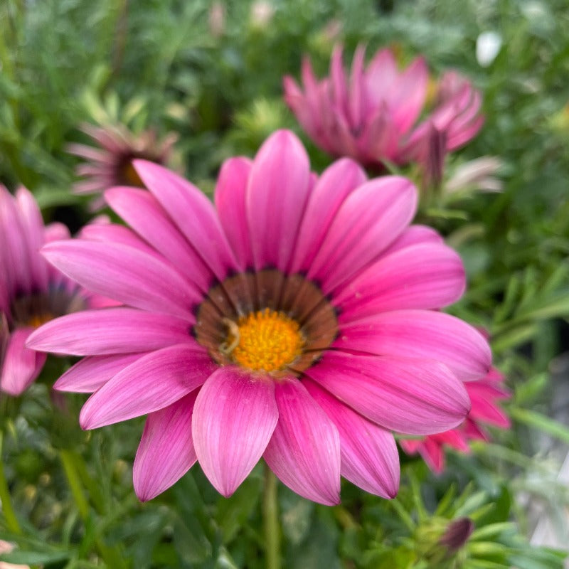 Gazania - Pink