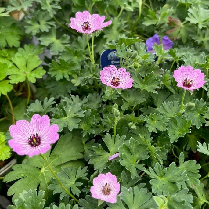 GERANIUM BALLERINA